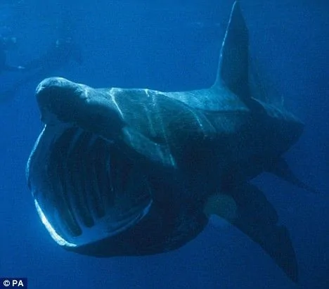 英國遊客海上蕩舟被7隻巨型鯊魚包圍