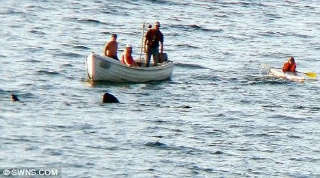 英國遊客海上蕩舟被7隻巨型鯊魚包圍