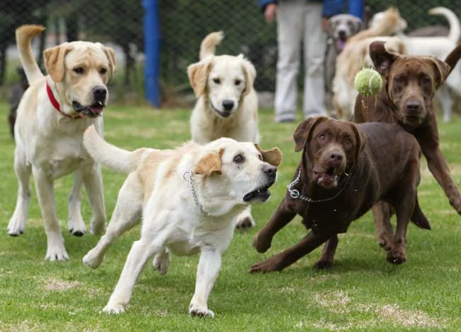     哥倫比亞一個寵物訓練機構暑假推出新活動——狗狗訓練營，家長們每月只須支付34美元到106美元不等的金額。狗狗在訓練營里可以學到良好的生活習慣，以及享受與其它夥伴一同玩耍的樂趣。