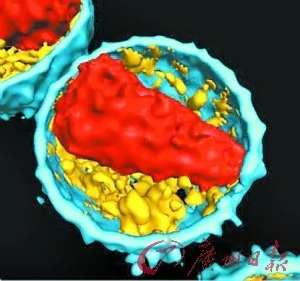 美加科學家稱發現可能徹底治癒愛滋病新方法