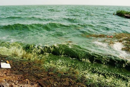 安徽省巢湖市巢湖東半湖大面積藍藻