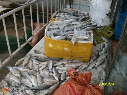 宜宾死鱼总重近120吨  官员说水质正常
