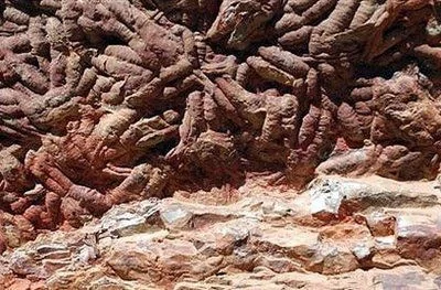 西班牙发现四亿年前身长约1米的巨虫足迹 