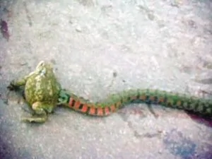 蛤蟆與3米長大蛇激戰12分鐘場景被手機拍下