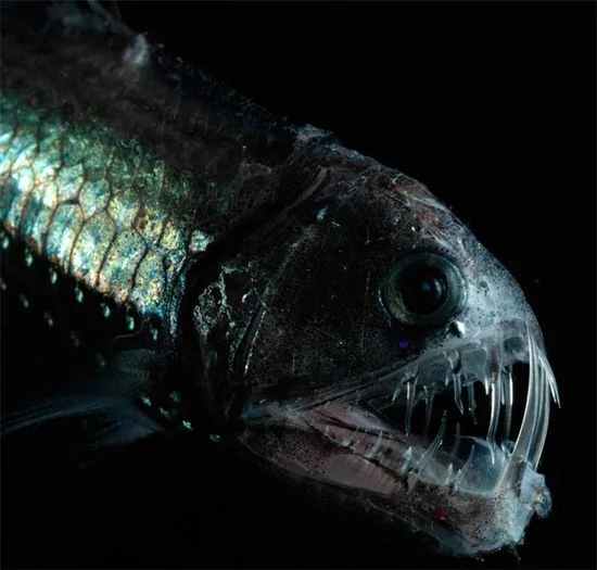十大外表恐怖的「惡魔魚」：南美洲食人魚