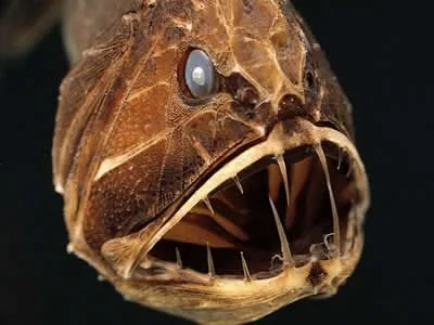 十大外表恐怖的「惡魔魚」：南美洲食人魚