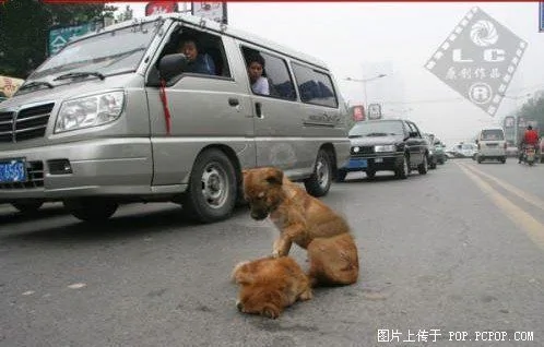 日本網民發小狗求救照 批中國人沒人性