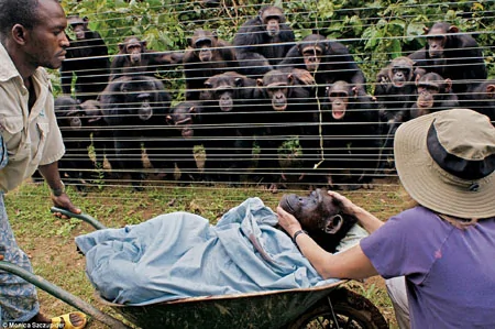 感人一幕: 黑猩猩們很悲傷 手挽手送別病逝同伴