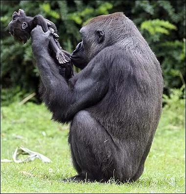 感人一幕: 黑猩猩們很悲傷 手挽手送別病逝同伴