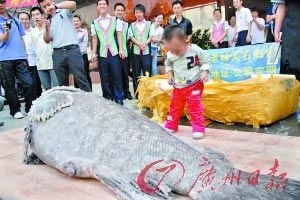 深圳特大石斑魚重411.5公斤 可供600人食用 