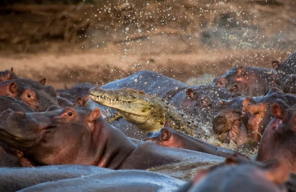 小鳄鱼不断挣扎和翻滚，但仍不能从愤怒的河马群中逃走
