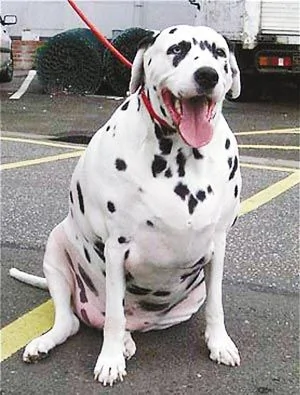 寵物狗巴尼養成了英國最胖的斑點狗