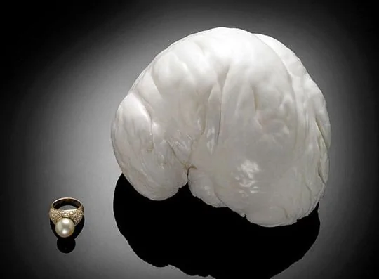 形状颇似人脑的巨大天然珍珠