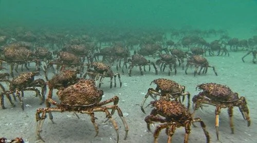 25万巨型蜘蛛蟹海底急行军 景象壮观