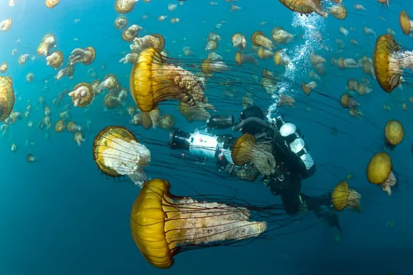 纪录片揭示奇妙的海底世界