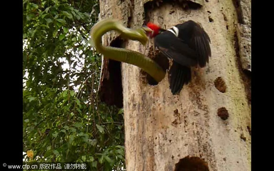 啄木鸟为保巢穴勇斗3米长巨蛇
