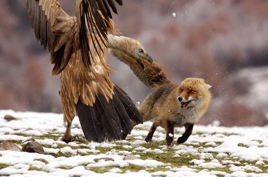 秃鹰与狐狸大战。