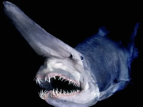 揭秘十种最奇异的鲨鱼（组图）