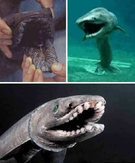 揭秘十種最奇異的鯊魚（組圖）