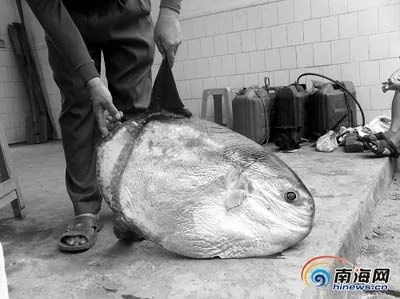 漁民出海撈到無齒無尾怪魚 長40厘米重30斤