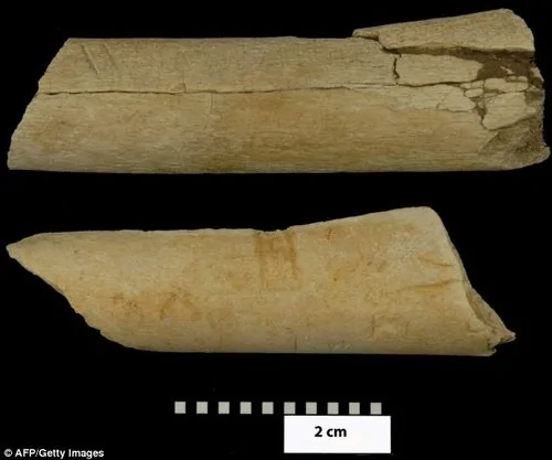 埃塞俄比亚现340万年切肉刀 改写使用工具史