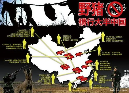 野猪横行大半个中国 生态保护却致生态失衡