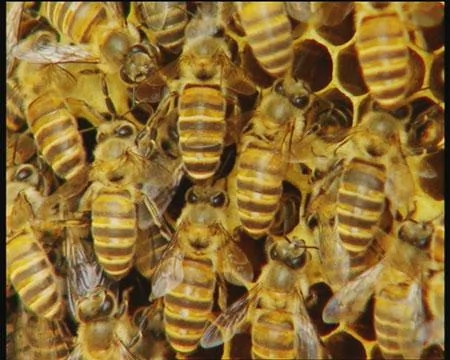 北美蜂群之死 病毒微孢子虫是元凶