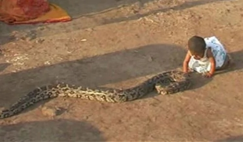 最大胆女婴将蟒蛇当玩具 将蟒蛇放嘴里咬（组图）