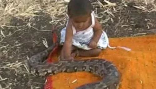 最大胆女婴将蟒蛇当玩具 将蟒蛇放嘴里咬（组图）
