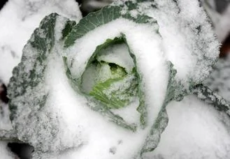 江西大雪，農地里的一棵包心菜成了「雪裹包菜」。