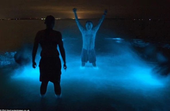 澳大利亚湖泊惊现奇景 湖中泳者皆成了蓝光人(多图)