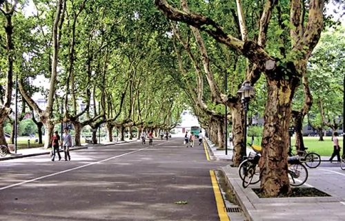 梧桐树已成为南京的标志。