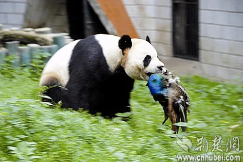 动物园大熊猫捕杀蓝孔雀