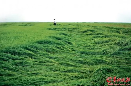 直擊長江中下游大旱 鄱陽湖變成大草原