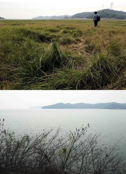 江西：九江鄱阳湖底惊现万亩辽阔大“草原”（高清大图）