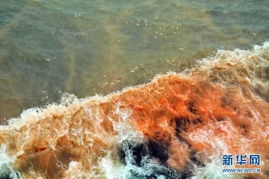 7月15日，在蓬莱19-3漏油事故B平台3海里、C平台2海里附近海域出现赤潮，长约2海里。新华社记者 郭绪雷 摄