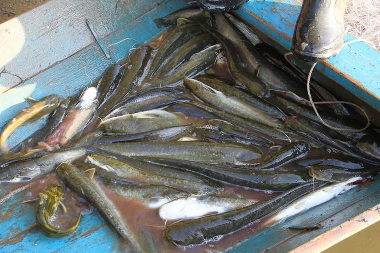 實拍：仙境中的真實生活 烏蘇里江里的打漁人(高清組圖)