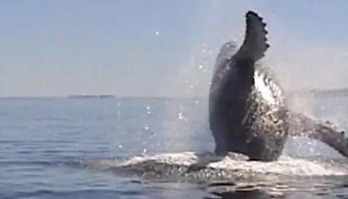 座头鲸获救后 献上精采海上表演