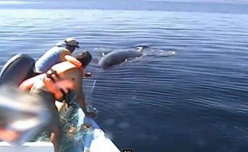 座頭鯨獲救後 獻上精采海上表演