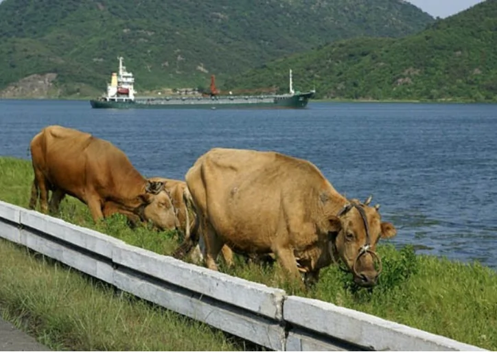 [照片集]朝鮮可看見牛車的高速公路