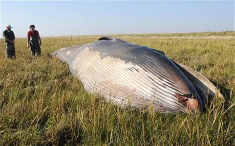 一鲸鱼死于距海边800米处 死因成谜