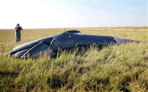 一鲸鱼死于距海边800米处 死因成谜