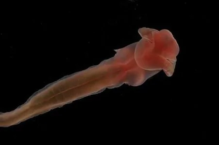 大西洋現神秘新物種：「口索」無眼睛和尾巴