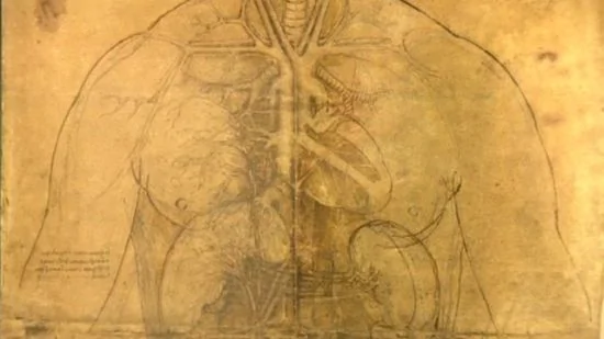 英国展出达芬奇人体解剖素描：精确度惊人(组图)