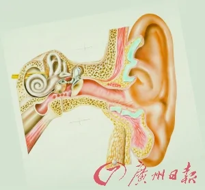 甜言蜜语对着左耳说更有效右耳更“听劝”（图）