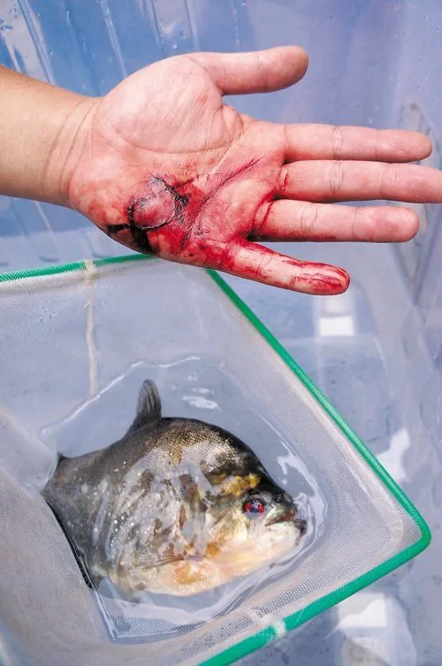 廣西柳州食人魚襲2人 原產南美系入侵物種(組圖/血腥慎入)