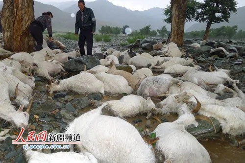 新疆173只羊瞬间遭雷击死亡