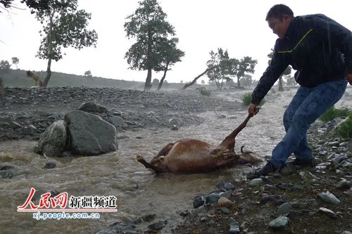 新疆173隻羊瞬間遭雷擊死亡