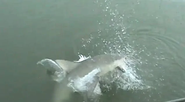 釣客驚魂！鯊魚躍出水面咬走上鈎魚