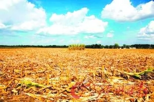 美國半世紀來最大旱災全球再次面臨糧食危機